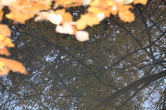 水面に映る紅葉