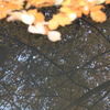 水面に映る紅葉