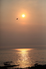 夕焼けカモメ
