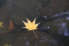 浮かぶ葉