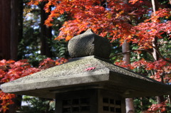 北海道神宮の秋