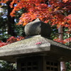 北海道神宮の秋