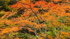 カラフルな自然の紅葉