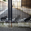 ねこ