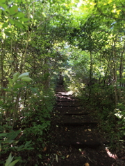函館山　登山道　緑のトンネル