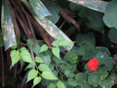紅一点