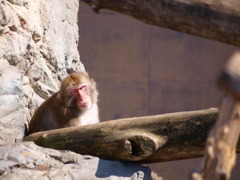 旭山動物園_10