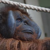 旭山動物園_17