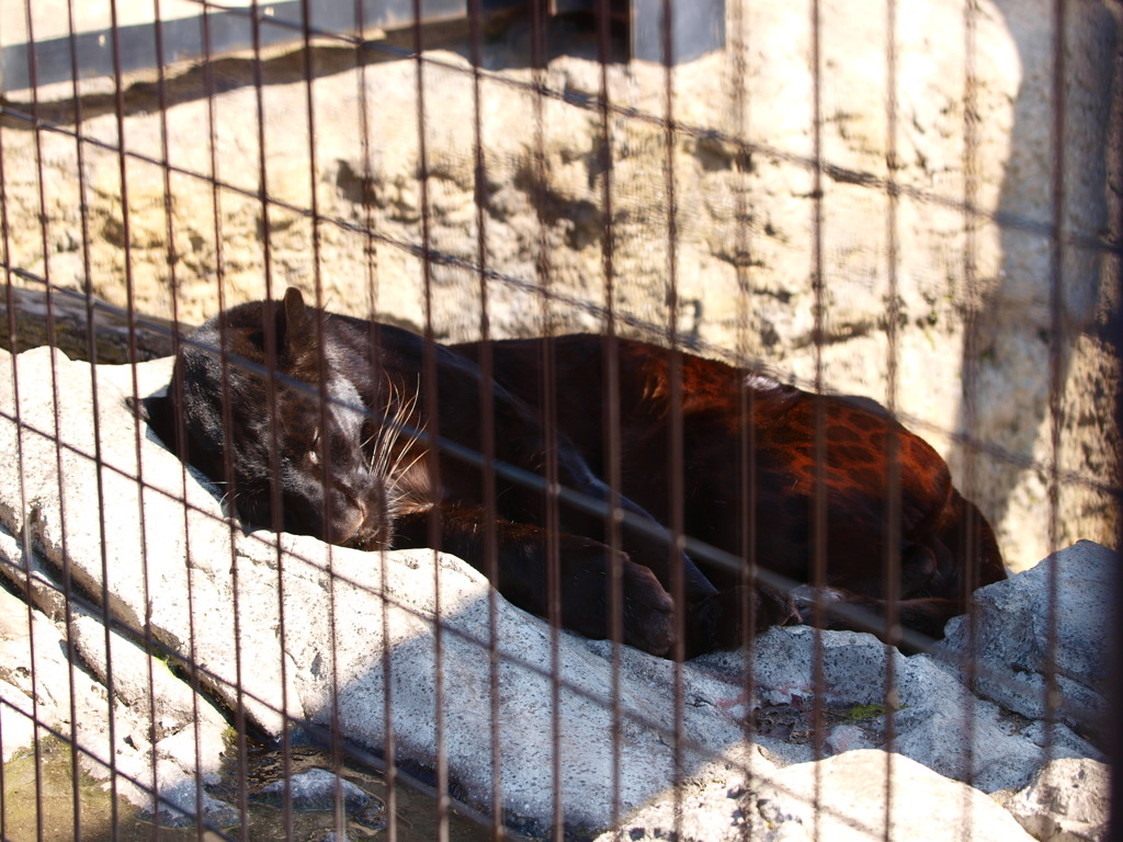 旭山動物園_04