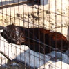 旭山動物園_04