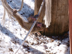 旭山動物園_09