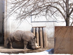 旭山動物園_16