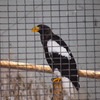 旭山動物園_12