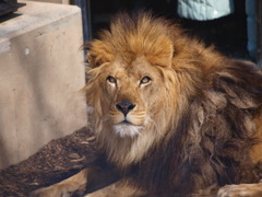 旭山動物園_03