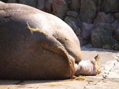 旭山動物園_15