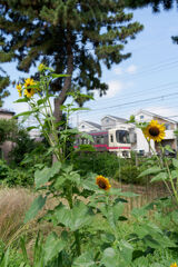 線路横に咲く