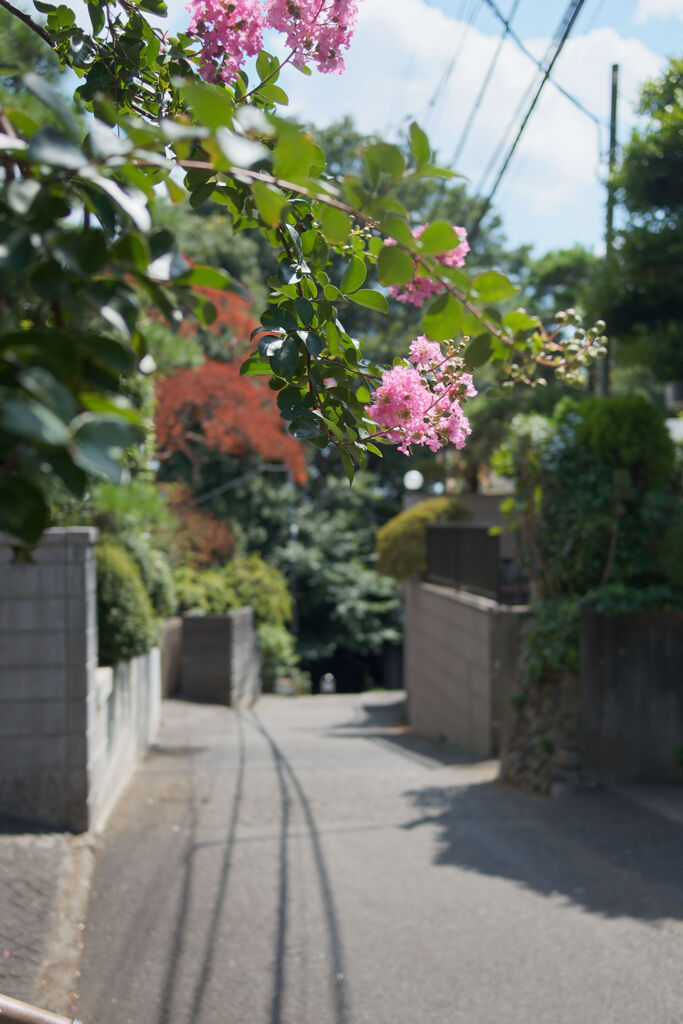 百日紅咲く道