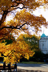 ユリノキの下を行く