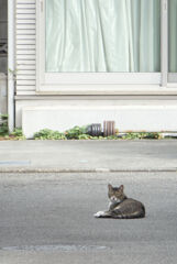住宅街の猫