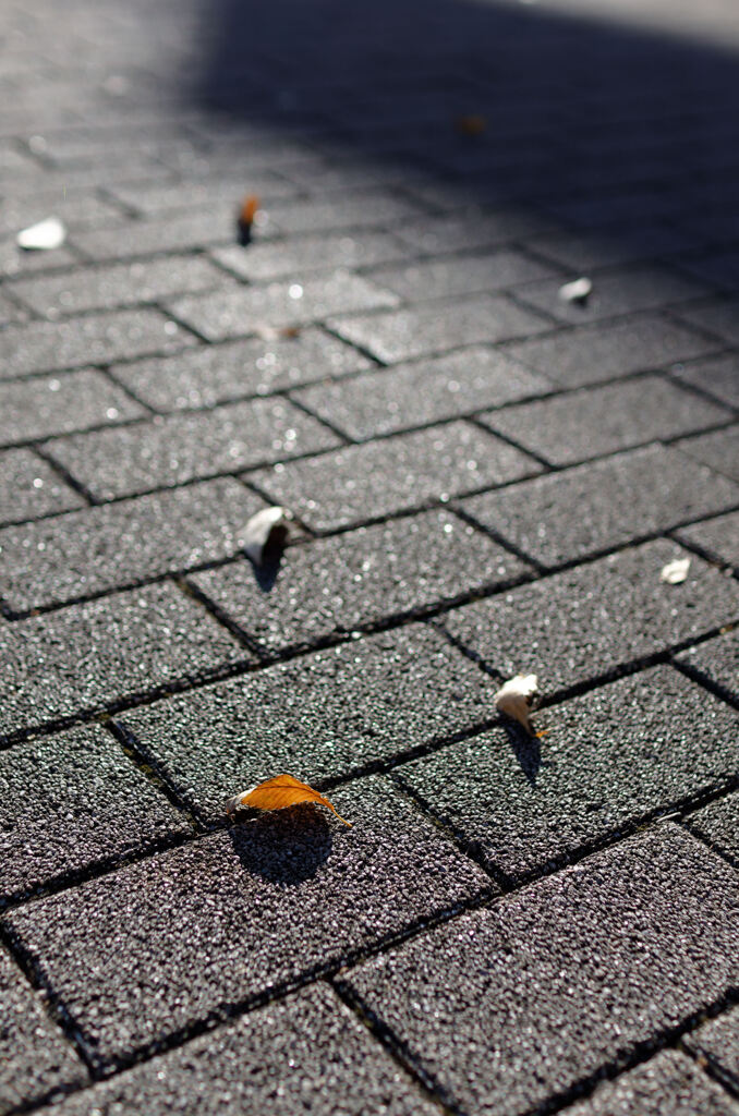 歩道に散る