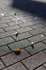 歩道に散る