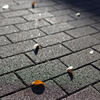 歩道に散る