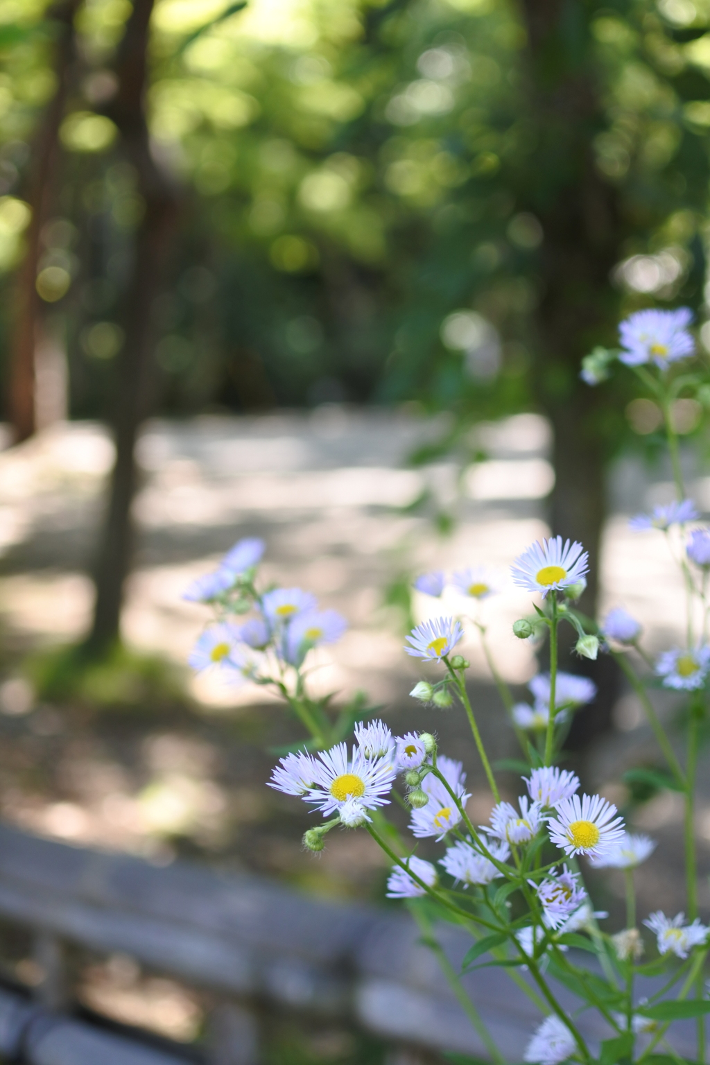 木陰に咲く