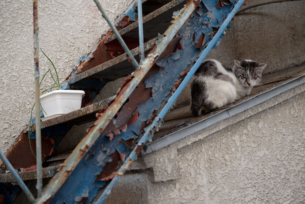 階段下の猫