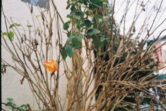薔薇一輪
