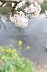 小川の桜