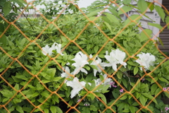それでも花は咲く