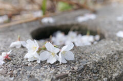 散る花