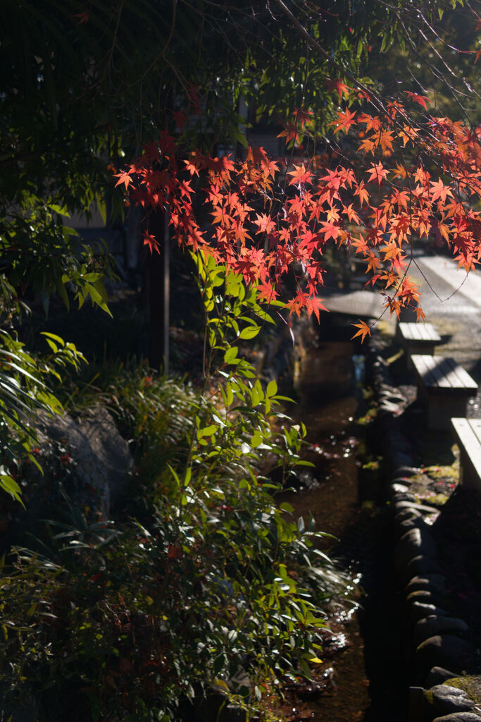 紅葉