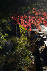 紅葉
