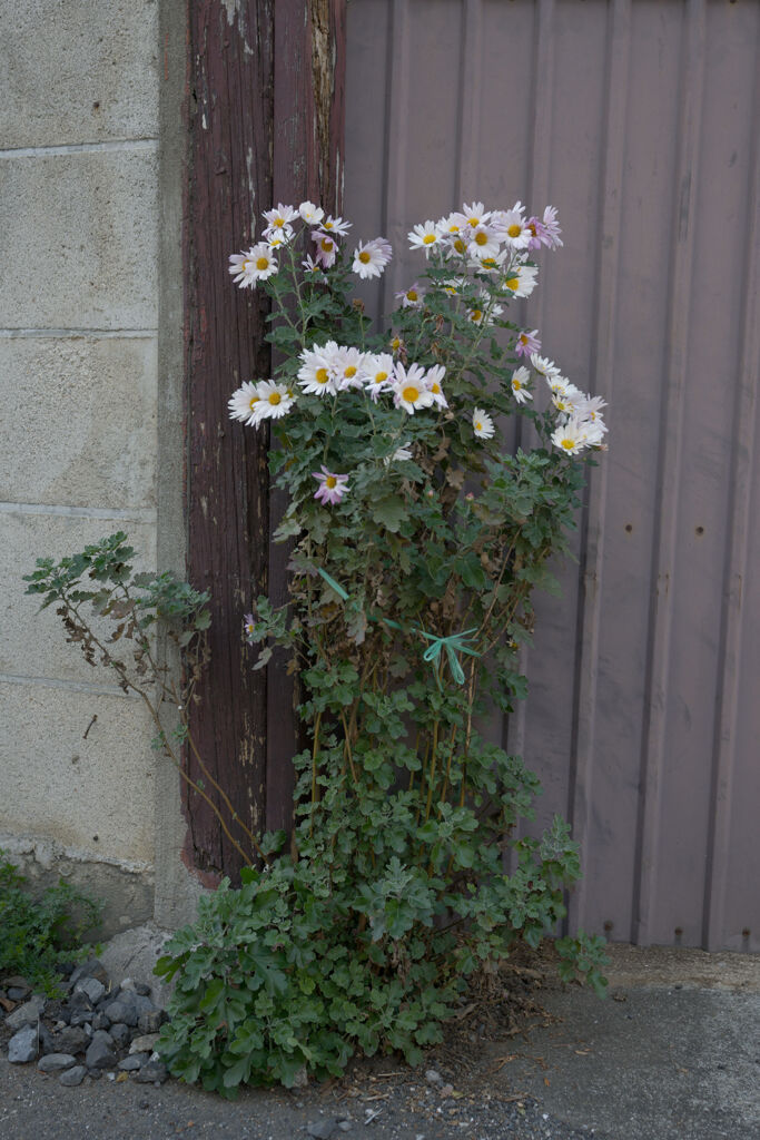 花束