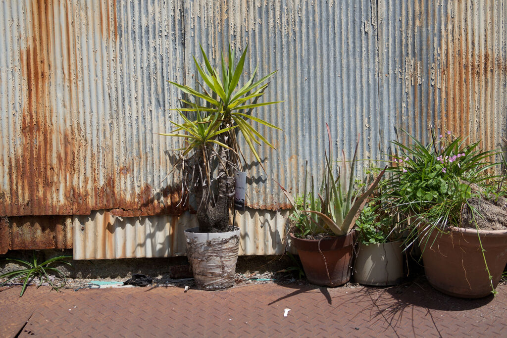 鉢植え