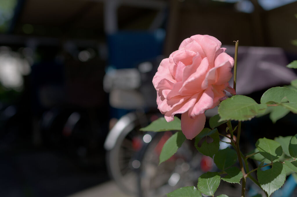 駐輪場の薔薇