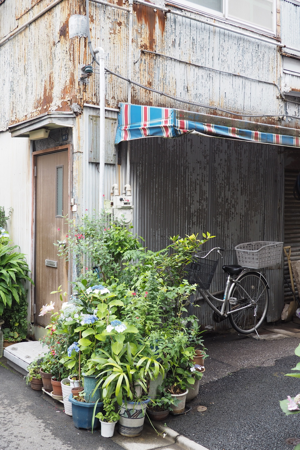 紫陽花の咲く街角