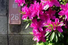 26番地