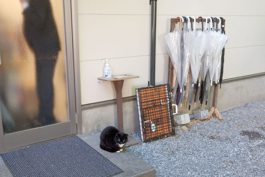 入口の猫