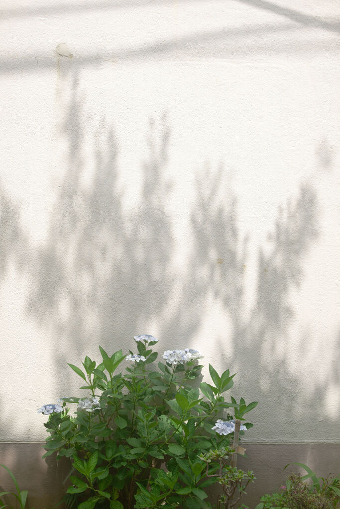 紫陽花と影