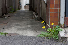 路地に
