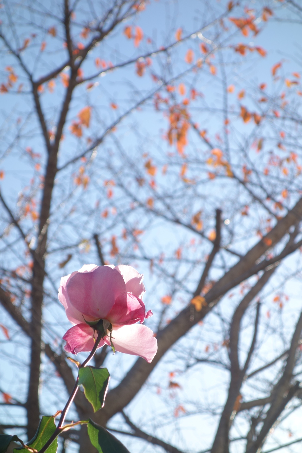 冬薔薇