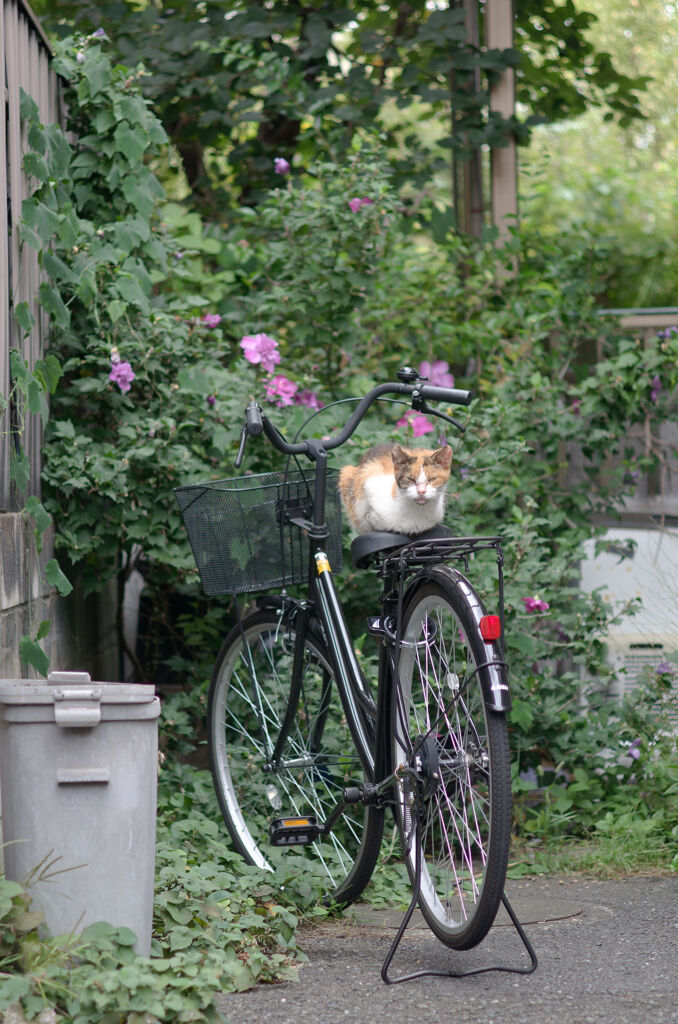 自転車猫