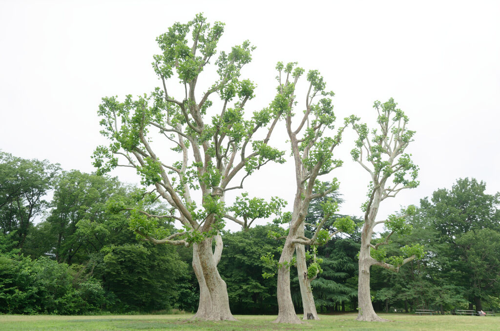 芽吹いて