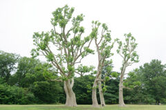 芽吹いて