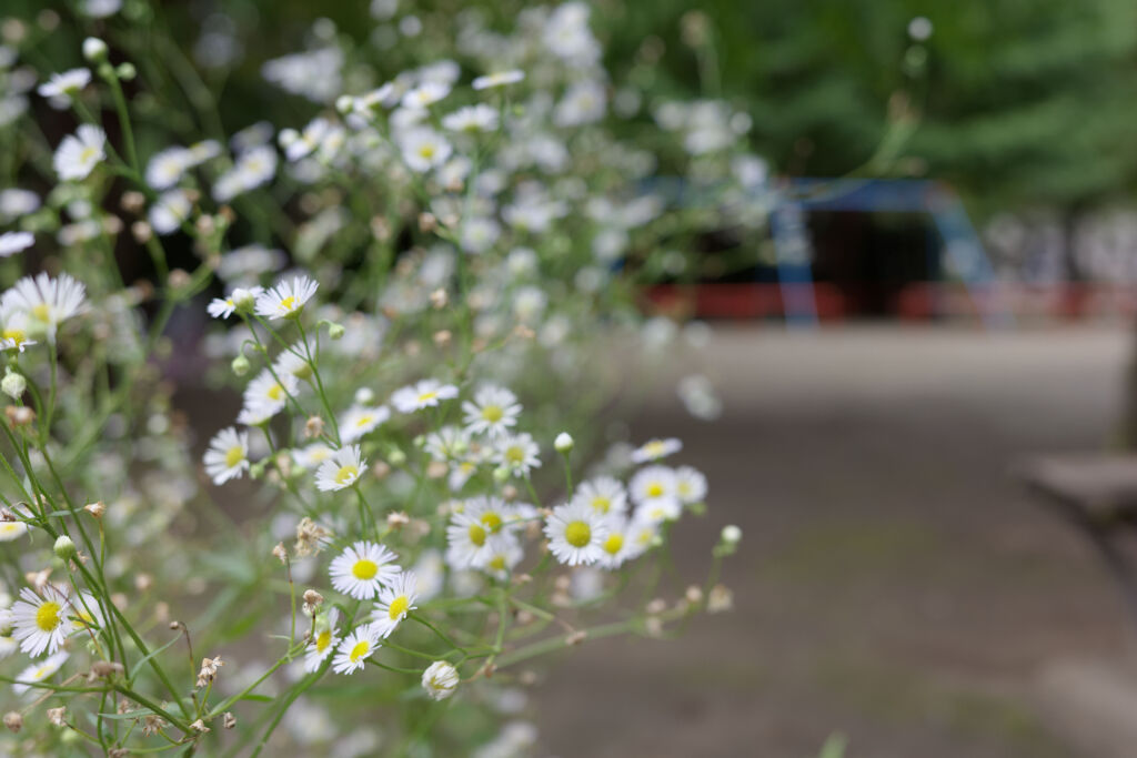 公園に咲く