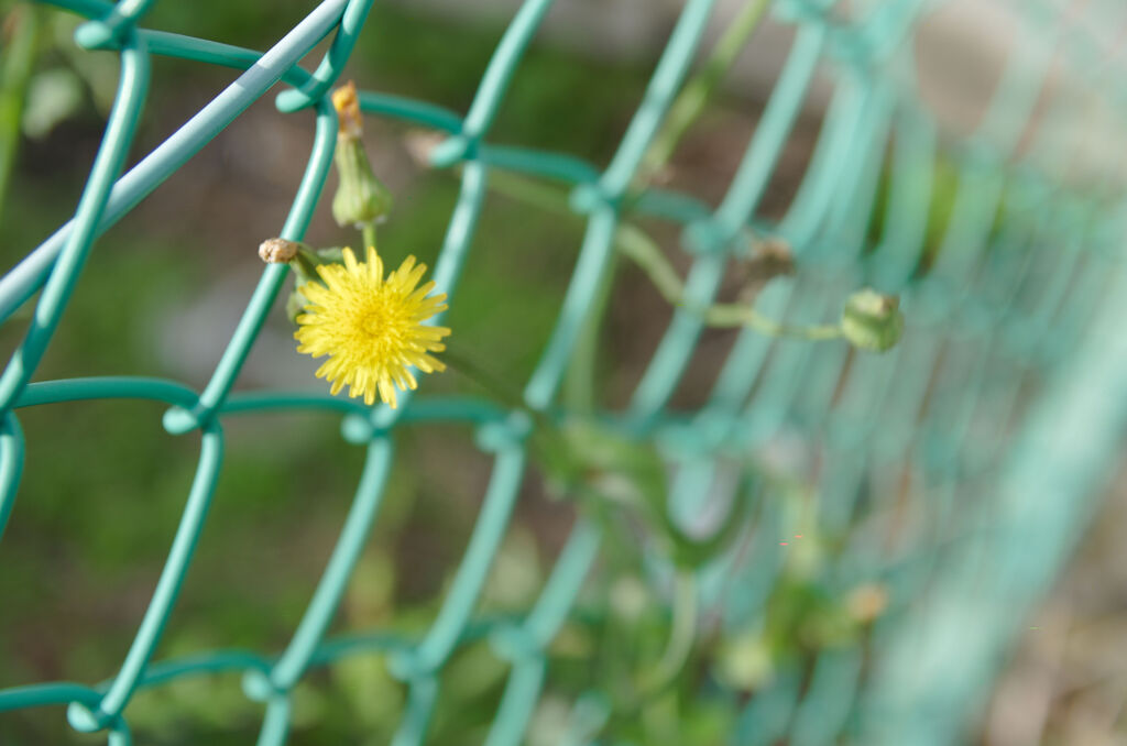 フェンスの傍で