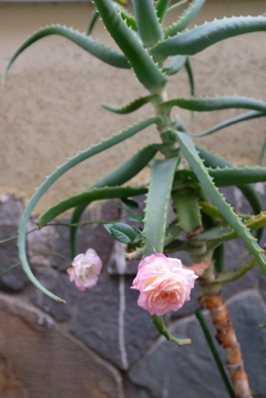 薔薇アロエ
