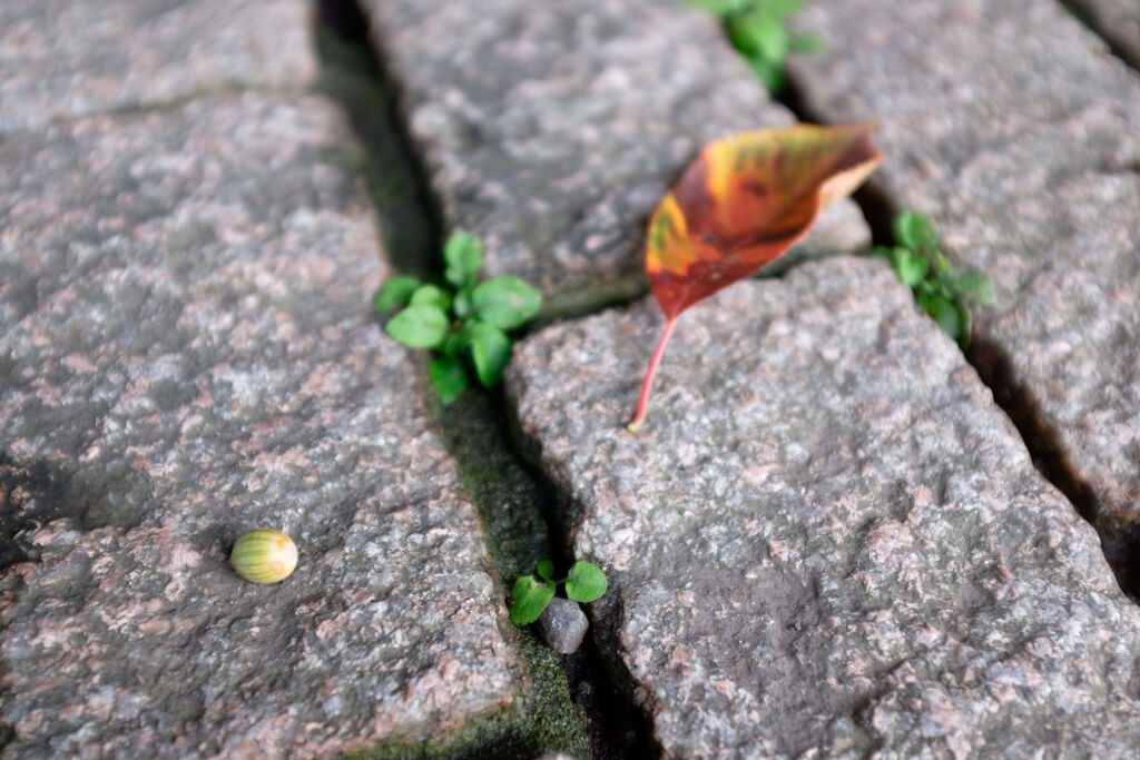 どんぐりと落葉